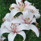 Hectarul - Bulbi de crin asiatic Marseille, 2 bulbi